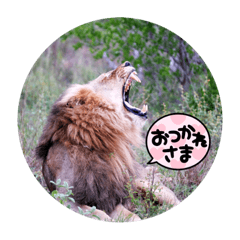 南アフリカ便り