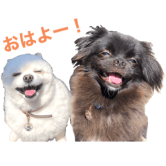 ピコルナ スタンプ