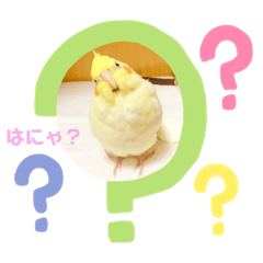 オカメインコのチルちゃん(*´︶`*)❤︎
