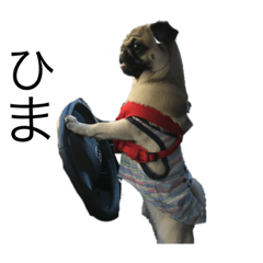 愛犬、よしお君