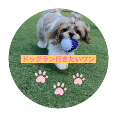 トイプードル　シーズー　猫