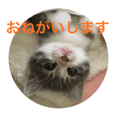 我が名はまろん