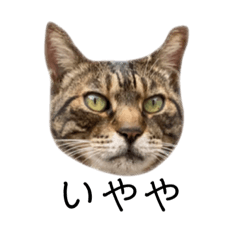 チータの使えるスタンプ