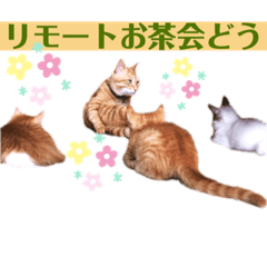 猫楽園p5