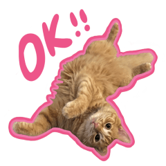 超かわいい猫 使ってください !