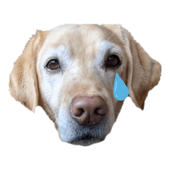 ソニア宣伝部長補佐心得