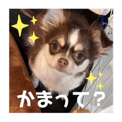 チョコタンホワイトのチワワ！