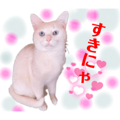 日常用　白ネコスタンプ