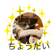 猫達にゃーにゃー