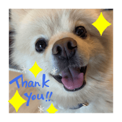 ポメラニアンのジェームス