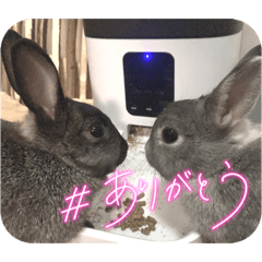 ミニウザギのグゥ&チャビ