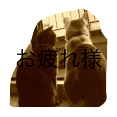 うちの子　　3匹