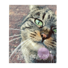 みなねこスタンプ01