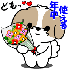 飛び出すシーズー「年中使える」