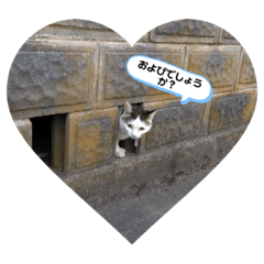 ほんわかわんにゃん