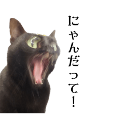 わたしのくろねこたち