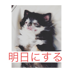 チワワ 普通の女の子 ちょいやる気なしver.