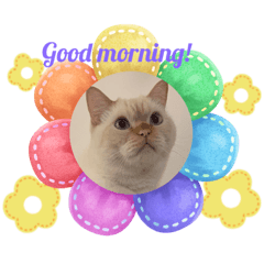 Cherry_20230331013805