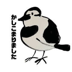 鈴木のハクセキレイ（偽）