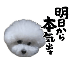 ビションとチワワ2