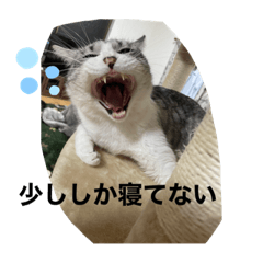 家のモフちゃん