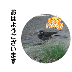 絶対使えないと思うスタンプ【鳥】第二弾