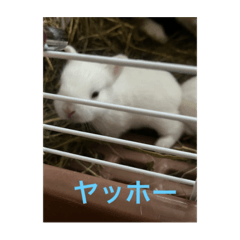 子うさぎ大好き家族