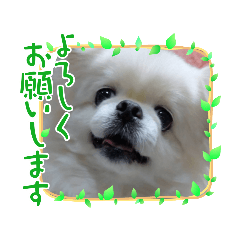 うちのチワシーシュナにゃん