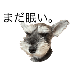 冷静シュナウザー