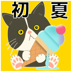 ハチワレぶーにゃんの暑くなってきたね！