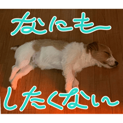 ジャックラッセルテリアのナッツ