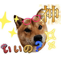 柴犬  可愛い❤️            その2