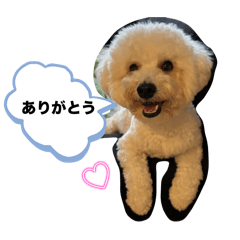 ビションプーのういちゃんのスタンプ