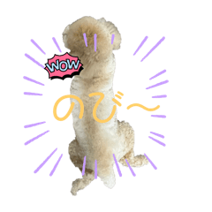 可愛いマルくん