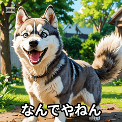 犬によるシンプルな感情表現