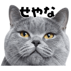 日常会話に使える♪うごく猫の顔アップ♪