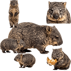 ウォンバット　実写！