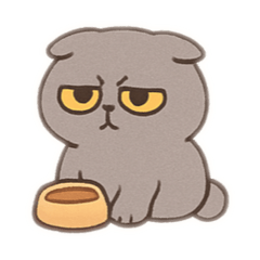 Scottish Fold cat V5 Grey coat gold eyes