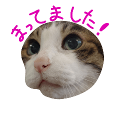 ωマニア用！猫による顔文字スタンプ