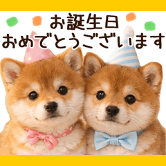 とびだす★柴犬のイベントスタンプ♪
