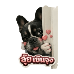 Guinea pig_20260215042659