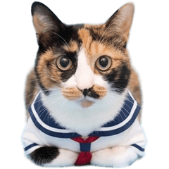 BIG! ミケネコみーさん（文字なし）