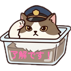 猫のあずきち&箱猫こむぎの可愛い日常挨拶