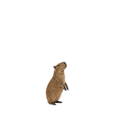 【小さく表示される】カピバラ