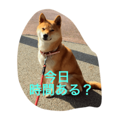 柴犬ゆきの日常スタンプ