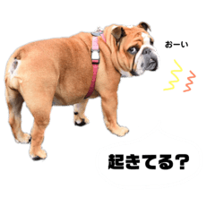 毛まるけーズ。