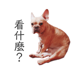 Fat French bulldog daily