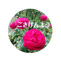 美しい花とともに