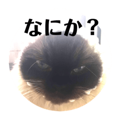 ヒマラヤンのフォークス