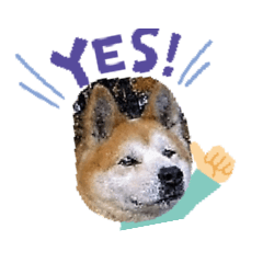 カワイイ秋田犬